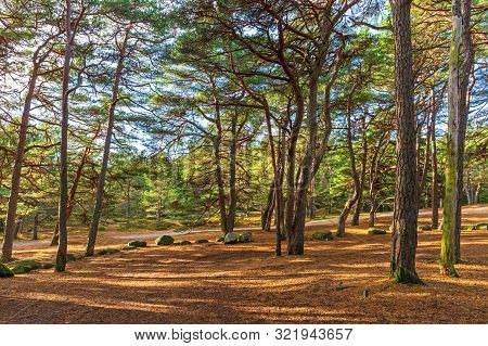 Evergreen Woods At Hvaler Island In Norway
