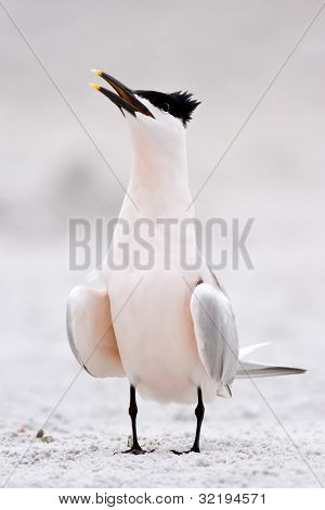 샌드위치 제비 갈매기 (thalasseus Sandvicensis)