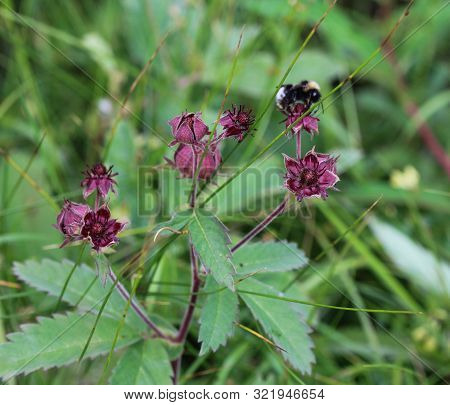 Comarum Palustre Flower, Known As The Purple Marshlocks, Swamp Cinquefoil And Marsh Cinquefoil