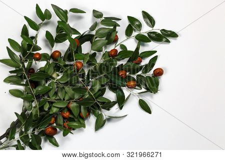 Branch With Leaves And Fruits Of The Date Tree