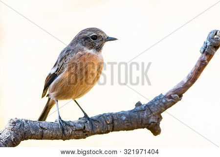 Saxicola Rubicola Or Tarabilla Comun Perched On Trunck