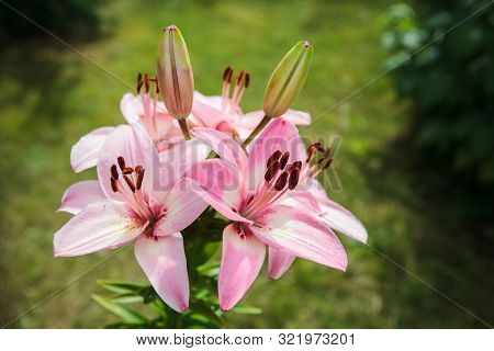 Closeup Of Rose Lily Flower Petals In The Garden