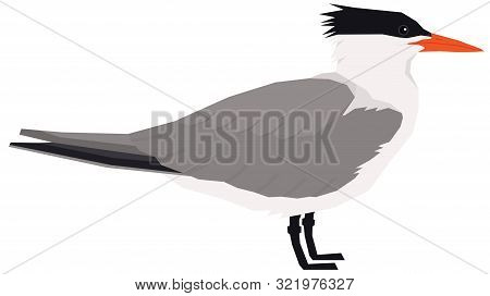 Royal Tern Bird Vector Illustration Isolated Object Set