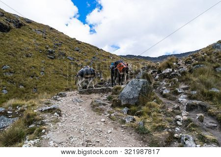 Two Donkeys Carrying Equipment And Material On A Mountaineering Expedition In The Andes In Peru