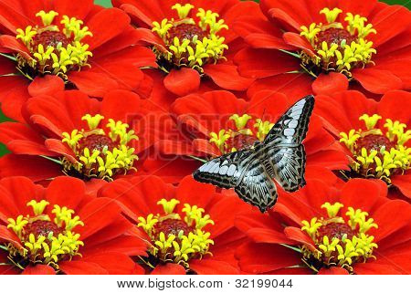 Zinnia blomster med en blå sommerfugl