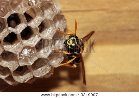 Wasp2