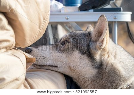 Portrait Of A Dog Breed West Siberian Laika
