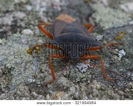 Red-legged Shieldbug On A Rock. Pentatoma Rufipes Or Forest Bug. Garden Pest. Macro Photography And 