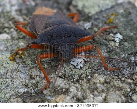 Red-legged Shieldbug On A Rock. Pentatoma Rufipes Or Forest Bug. Garden Pest. Macro Photography And 