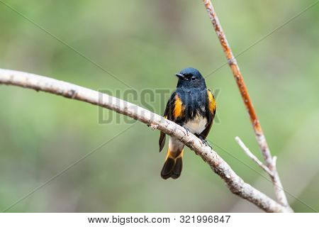 American Redstart Perched On A Branch During Spring Migration In Wisconsin.