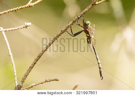 Hine's Emerald Dragonfly