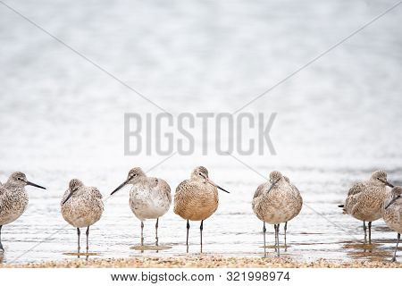 Willets And Marbled Godwit On A Beach In Wisconsin During Spring Migration.