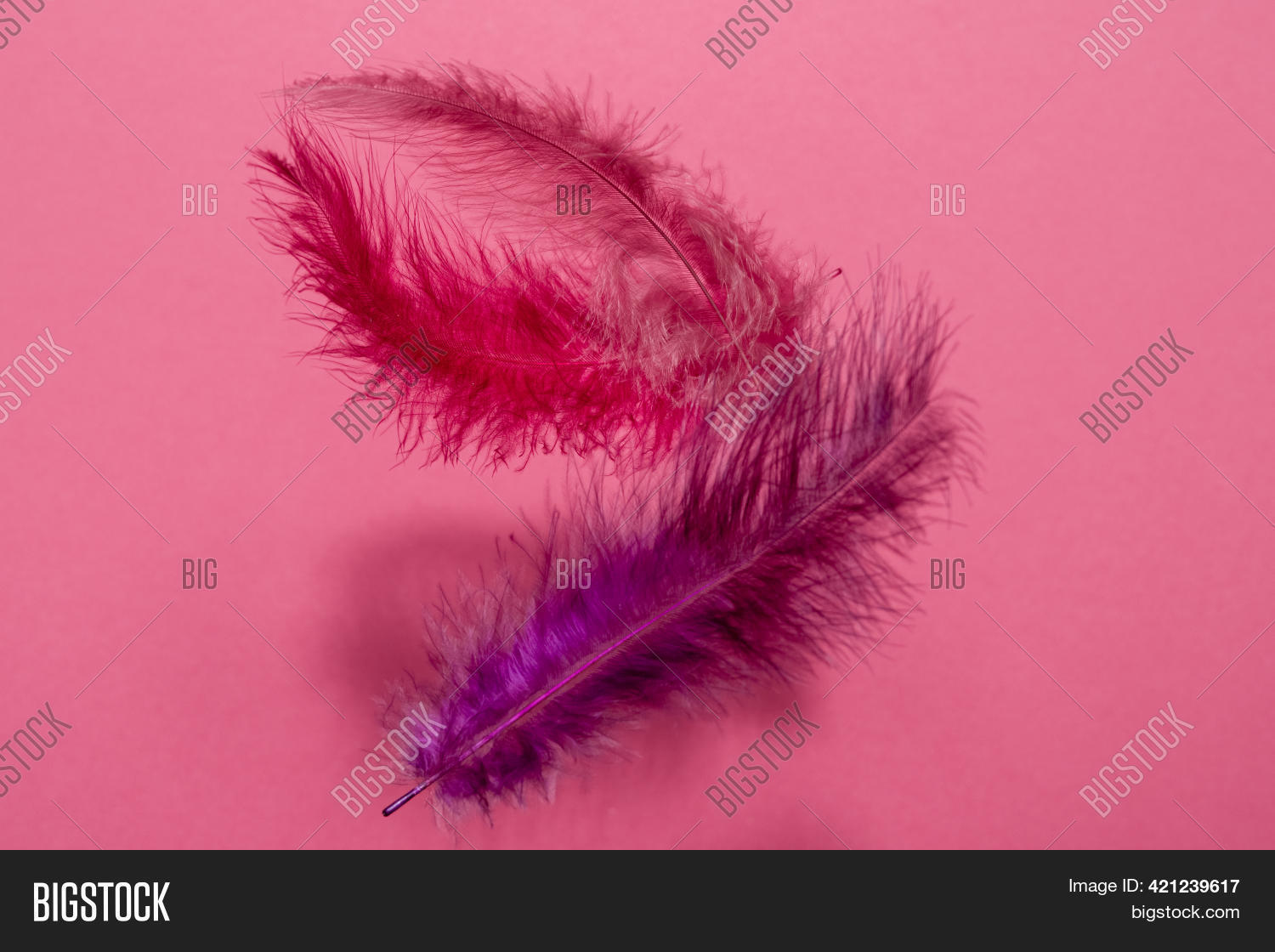 Pink Lilac Feathers Image & Photo (Free Trial) Bigstock