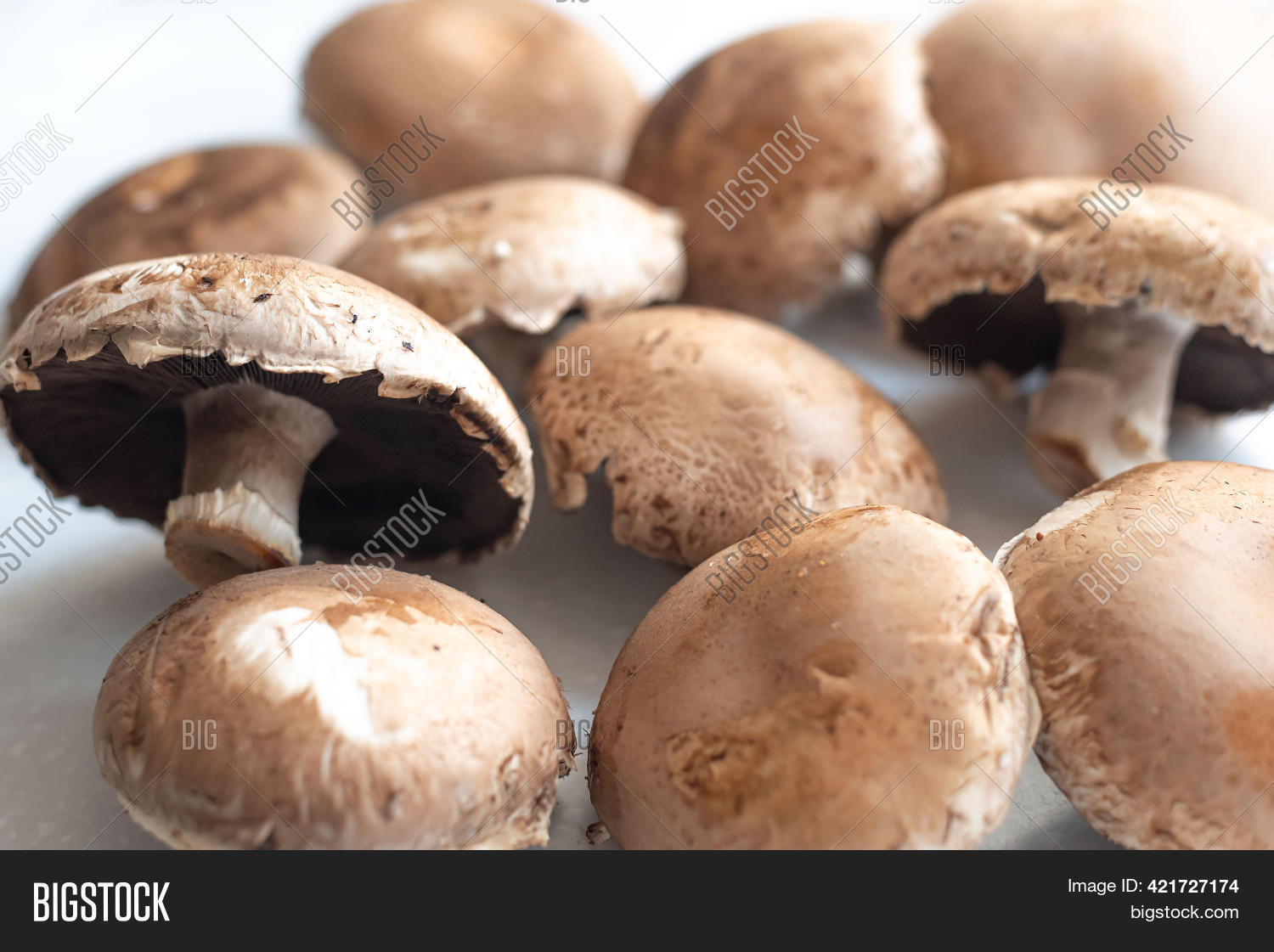 Rustic Set Champignon Image & Photo (Free Trial) | Bigstock