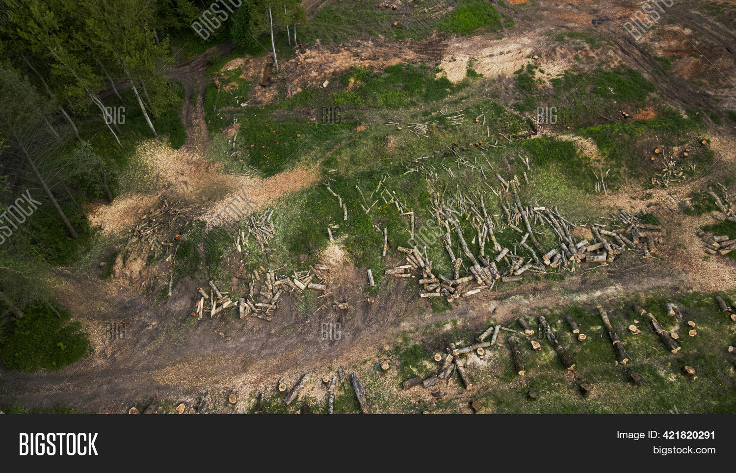 Deforestation Urban Image & Photo (Free Trial) Bigstock
