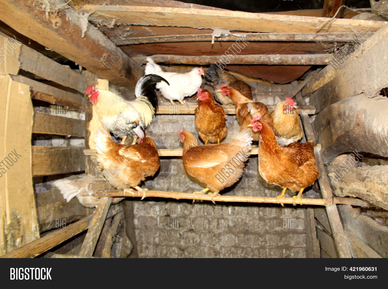 Wooden Village Chicken Image & Photo (Free Trial) Bigstock