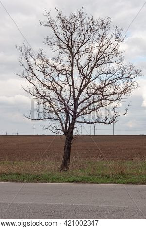 Minimalism Tree Image & Photo (Free Trial) | Bigstock