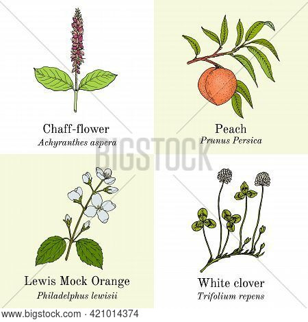 Set Of Edible And Medicinal Plants. Hand Drawn Botanical Vector Illustration