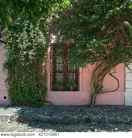 Anold Window Overgrown By Ficus Wine And Other Greenery In Colonia Del Sacramento, Uruguay