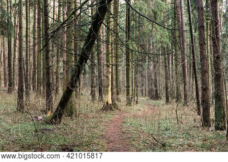 Fallen Tree In The Forest. Consequence Of Strong Wind.
