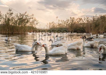 Flock of white geese swimming in Azmak creek in Akyaka slow city in Turkey