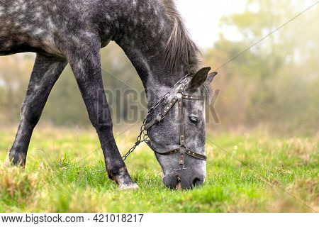 Beautiful Gray Horse Grazing In Summer Field. Green Pasture With Feeding Farm Stallion.
