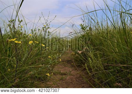 Grass Covering The Rural Road To Nearby Hiking Route