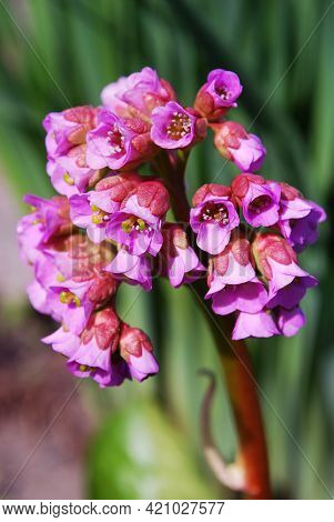 Bright Bloom Of Pink Badan On A Warm Spring Day