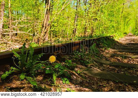 Close-up View Of Dandelion Near Old Rusty Railway In The Natural Tunnel Formed By Trees. Famous Tunn