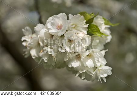 Beautiful Macro View Of Delicate Spring White Cherry (prunus Shogetsu Oku Miyako) Blossom Flowering 