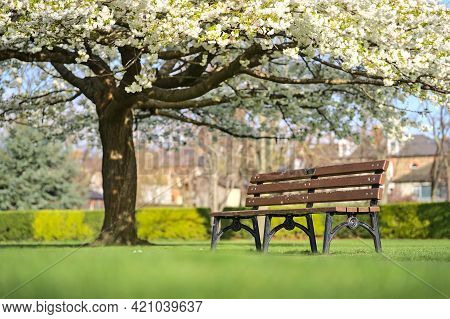 Beautiful Low Ground Blurry Spring View Of Single Bench Beside Delicate White Cherry (prunus Shogets