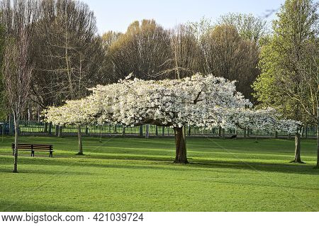 Beautiful Rear View Of Single Bench Beside Spring Delicate White Cherry (prunus Shogetsu Oku Miyako)