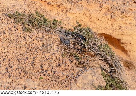 Beautiful Juniper On The Rocks. The Japanese Call It Yamadori. In The Light Of The Setting Sun, We A