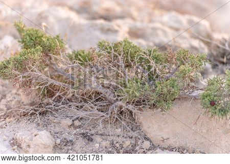 Beautiful Juniper On The Rocks. The Japanese Call It Yamadori. In The Light Of The Setting Sun, We A