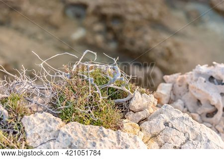 Beautiful Juniper On The Rocks. The Japanese Call It Yamadori. In The Light Of The Setting Sun, We A
