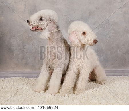 Two Pedigreed Bedlington Terrier Dog On A Fur Rug Against A Gray Background In The Studio