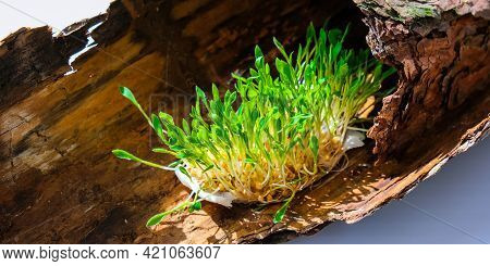 Young Green Plants On Tree Bark. Ecology And Environmental Conversation. Earth Day Concept. Global P