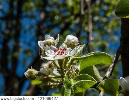 Beautiful Macro Shot Of White Blossom On A Branch Of Pear Tree, Flowers With 5 White Petals, Numerou