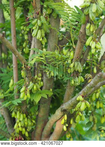 Averrhoa Bilimbi, Oxalidaceae, Cucumber Tree Green Fruit Concave Is A Shallow 4 Pool Yellowish Green
