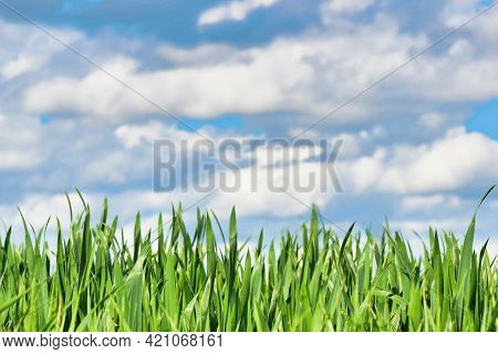 Grainfield With Thick Grass Without Ear In Early Spring With Blue Sky In Background