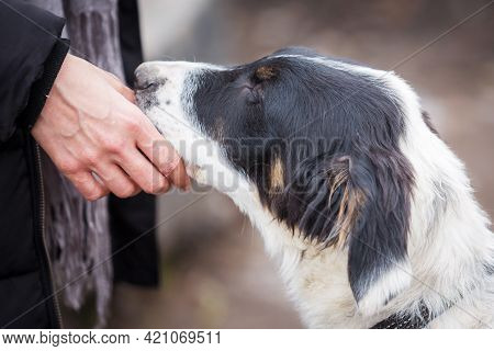 Bulgarian Shepherd Karakachan Dog Admiring Human Hand, Pet Adoption Concept