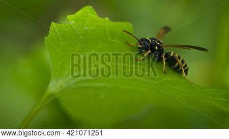 Wasp On A Green Leaf. Parts Of The Body Of A Wasp Close-up. Insect Close-up. Yellow Pattern On The B