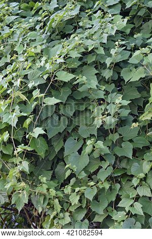 Creeper (ampelopsis Heterophylla). Called Porcelain Berry, Amur Peppervine And Wild Grape Also. Anot