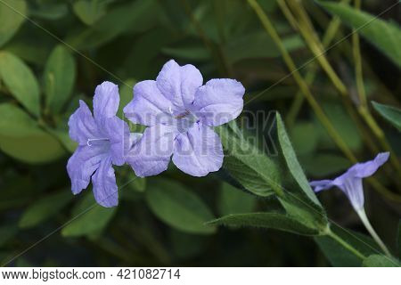 Britton's Wild Petunia (ruellia Simplex). Called Mexican Petunia And Mexican Bluebell Also. Another 