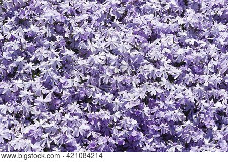 Creeping Phlox (phlox Subulata). Called Moss Phlox, Moss Pink And Mountain Phlox Also.