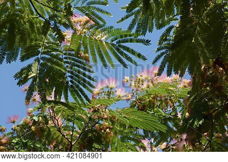 Albizia Lenkoran Lat. Albizia Giulibrissin Or Silk Acacia With Delicate Pink Flowers. A Subtropical 