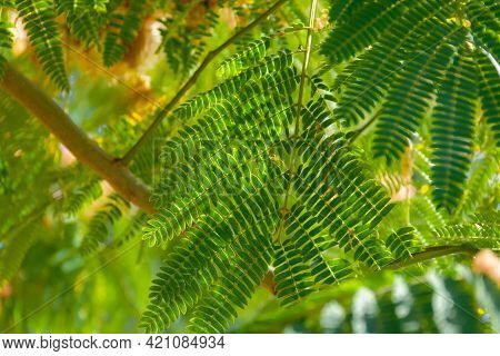Lenkoran Acacia Albizia Green Carved Leaves Close-up. Summer Abstract Natural Background. Low Depth 