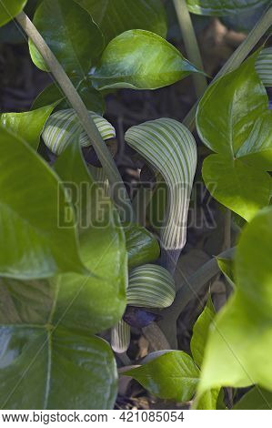 Cobra Lily (arisaema Ringens). Called Japanese Cobra Lily Also.