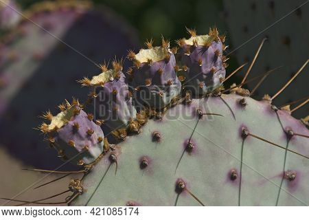 Santa Rita Prickly Pear Cactus (opuntia Santa-rita).