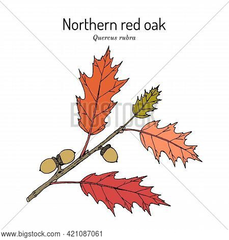 Northern Red Oak Quercus Rubra , State Tree Of New Jersey. Hand Drawn Botanical Vector Illustration